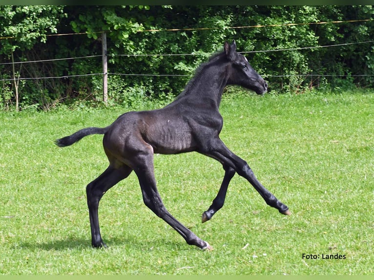 Caballo de deporte alemán Semental Potro (05/2024) 170 cm Musgo in Ingolstadt