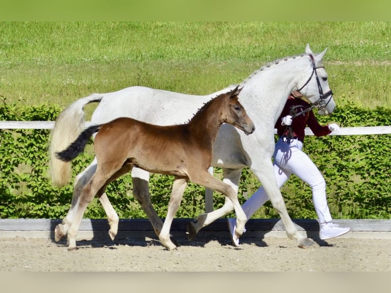Caballo de deporte alemán Semental Potro (03/2026) 170 cm Musgo in Mittelherwigsdorf