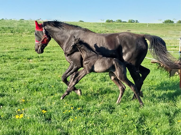 Caballo de deporte alemán Semental  170 cm Negro in Querfurt