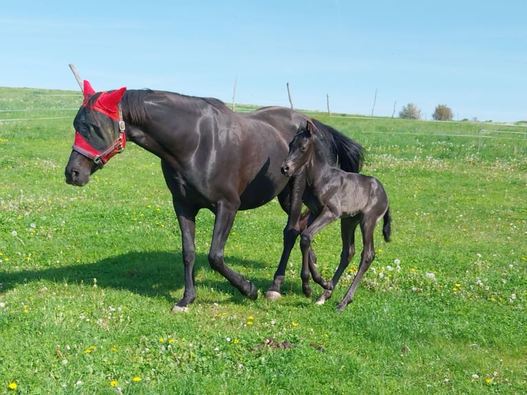 Caballo de deporte alemán Semental  170 cm Negro in Querfurt