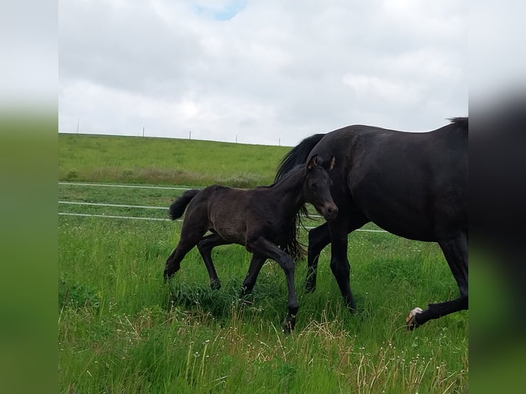 Caballo de deporte alemán Semental  170 cm Negro in Querfurt