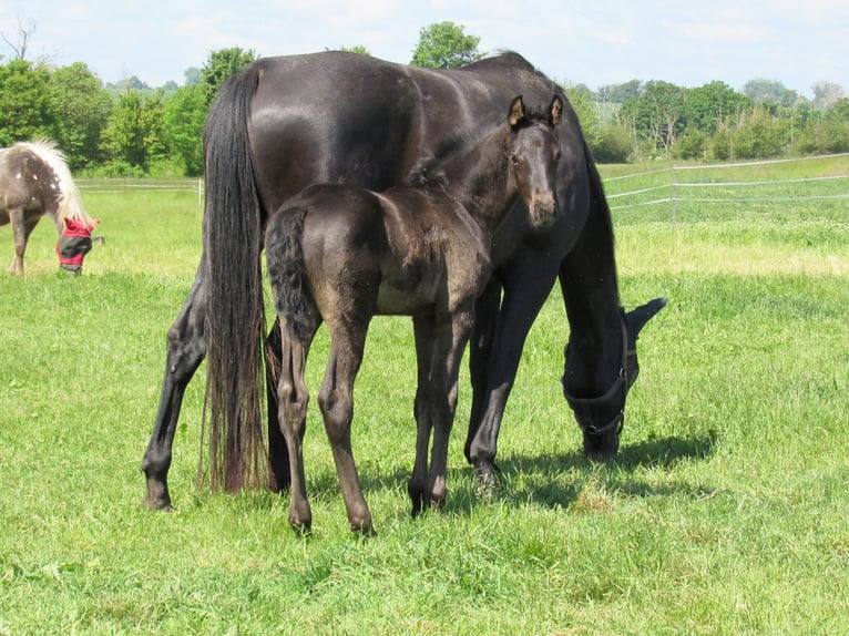Caballo de deporte alemán Semental  170 cm Negro in Querfurt