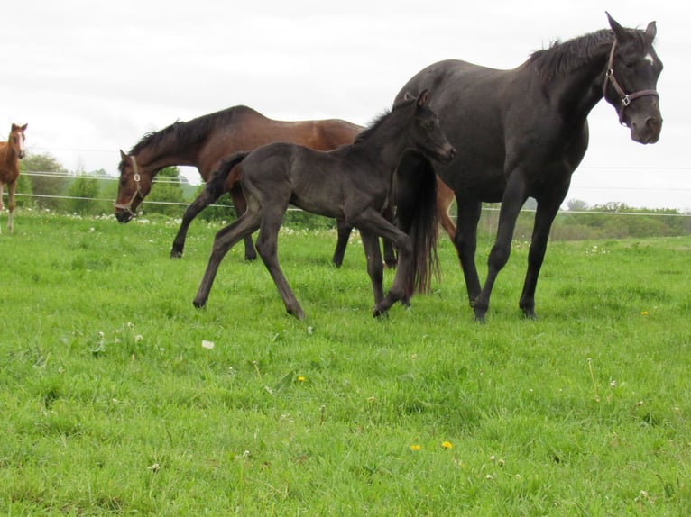 Caballo de deporte alemán Semental  170 cm Negro in Querfurt