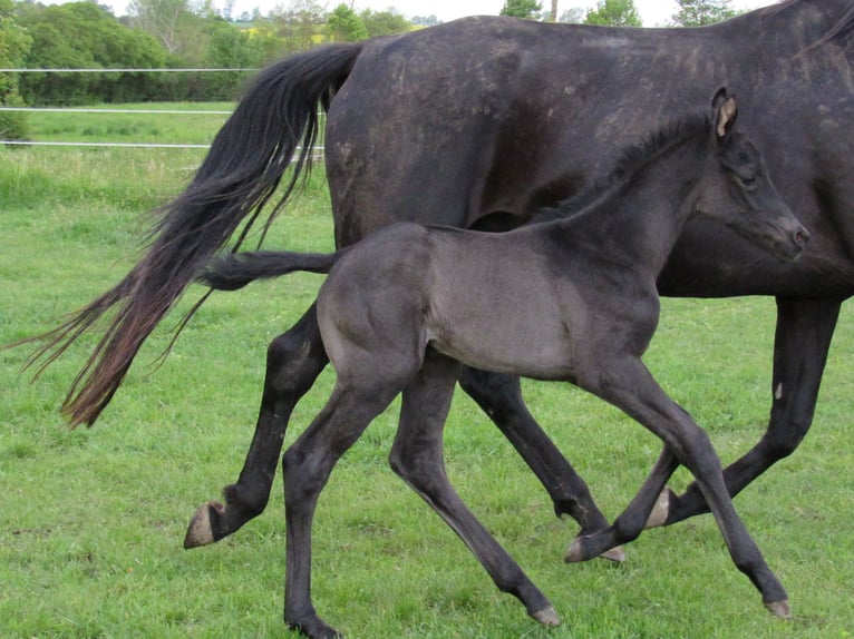 Caballo de deporte alemán Semental Potro (01/2026) 170 cm Negro in Querfurt