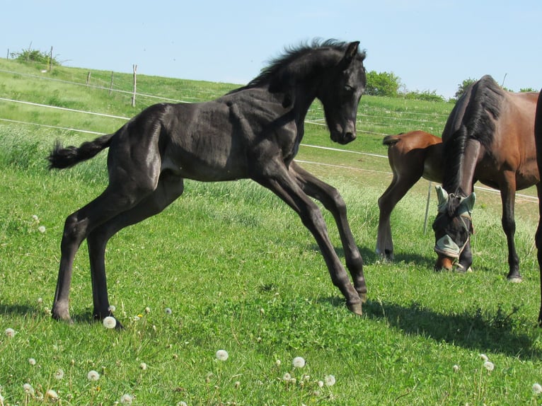 Caballo de deporte alemán Semental  170 cm Negro in Querfurt