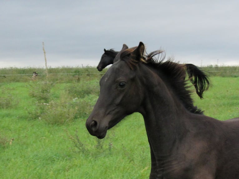 Caballo de deporte alemán Semental Potro (04/2025) 170 cm Negro in Querfurt