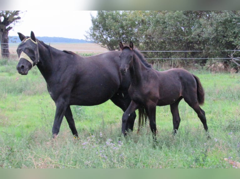 Caballo de deporte alemán Semental Potro (04/2025) 170 cm Negro in Querfurt