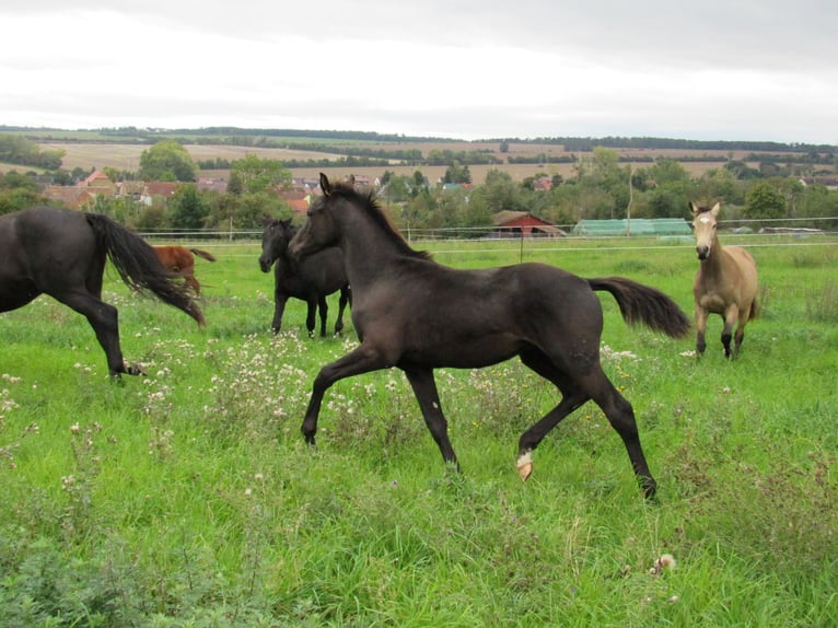Caballo de deporte alemán Semental Potro (04/2025) 170 cm Negro in Querfurt