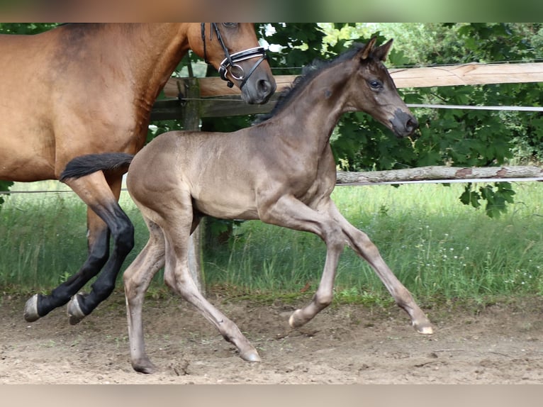 Caballo de deporte alemán Semental Potro (05/2024) 170 cm Negro in Schenkendöbern