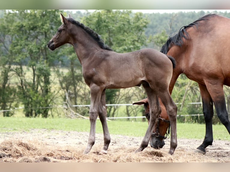 Caballo de deporte alemán Semental Potro (05/2024) 170 cm Negro in Schenkendöbern