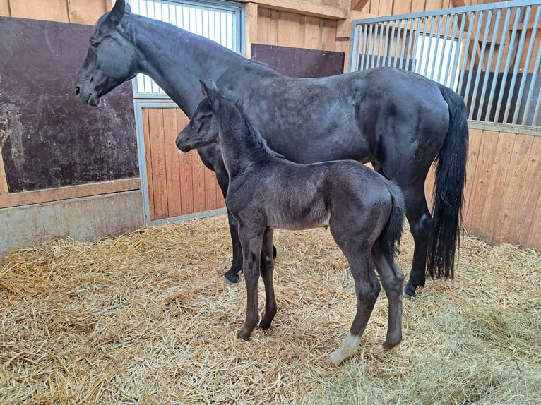 Caballo de deporte alemán Semental  170 cm Negro in Greding