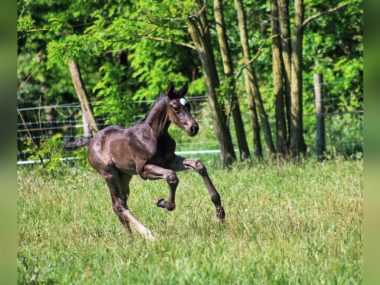 Caballo de deporte alemán Semental Potro (05/2024) 170 cm Negro in Schenkendöbern