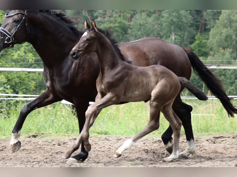 Caballo de deporte alemán Semental Potro (05/2024) 170 cm Negro in Schenkendöbern