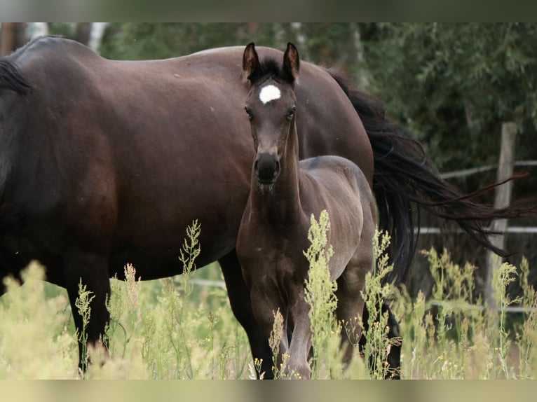 Caballo de deporte alemán Semental Potro (05/2024) 170 cm Negro in Schenkendöbern