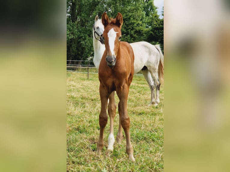 Caballo de deporte alemán Semental Potro (06/2024) 171 cm Musgo in Mönchengladbach