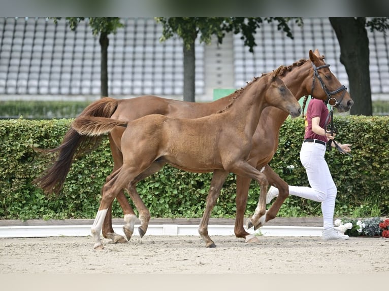 Caballo de deporte alemán Semental Potro (04/2025) 172 cm Alazán in Nordwestuckermark