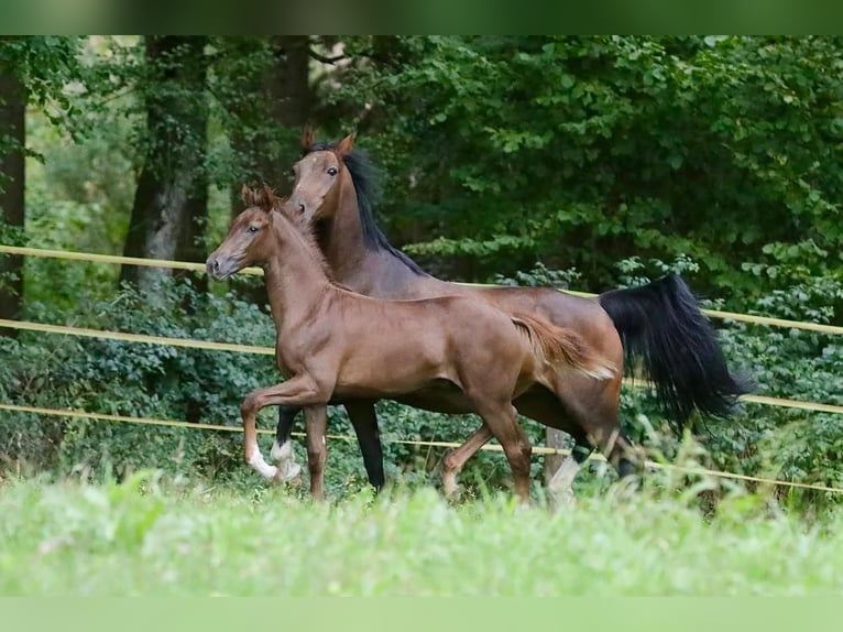 Caballo de deporte alemán Semental Potro (03/2026) 172 cm Alazán-tostado in Bergkirchen