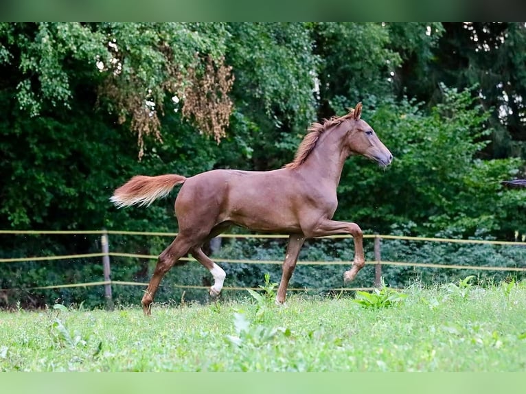 Caballo de deporte alemán Semental Potro (03/2026) 172 cm Alazán-tostado in Bergkirchen