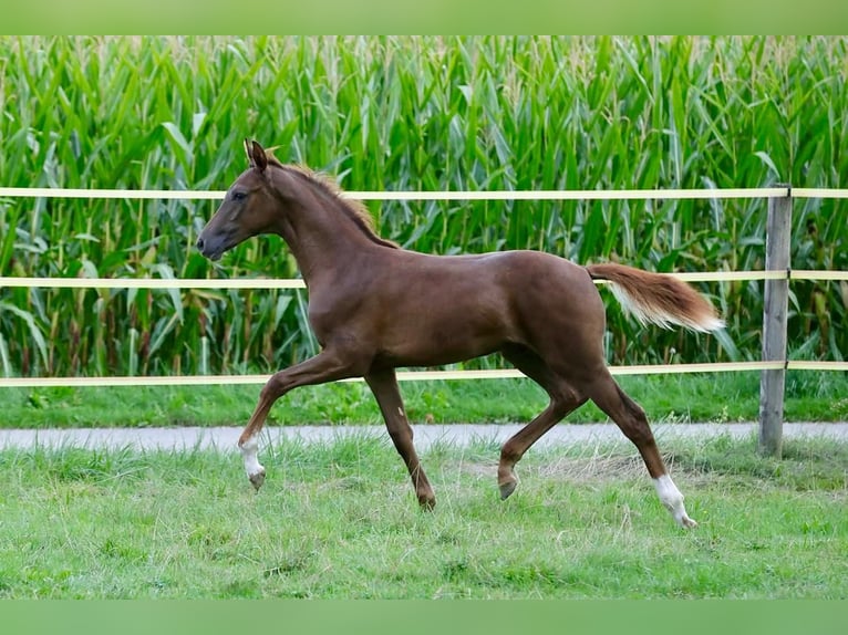 Caballo de deporte alemán Semental Potro (03/2026) 172 cm Alazán-tostado in Bergkirchen