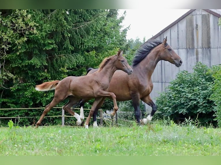Caballo de deporte alemán Semental Potro (03/2026) 172 cm Alazán-tostado in Bergkirchen