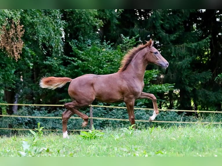 Caballo de deporte alemán Semental Potro (03/2026) 172 cm Alazán-tostado in Bergkirchen