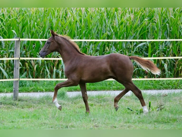 Caballo de deporte alemán Semental Potro (03/2026) 172 cm Alazán-tostado in Bergkirchen