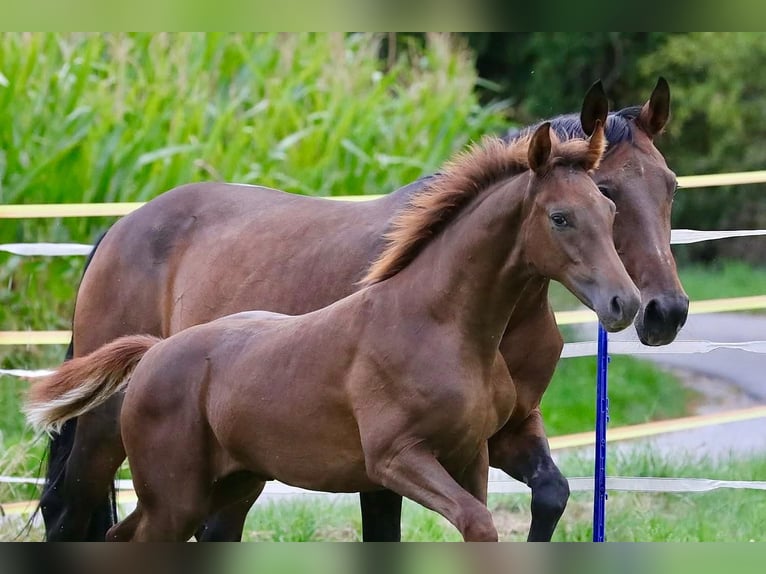 Caballo de deporte alemán Semental Potro (03/2026) 172 cm Alazán-tostado in Bergkirchen