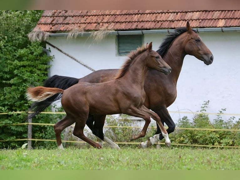 Caballo de deporte alemán Semental Potro (03/2026) 172 cm Alazán-tostado in Bergkirchen