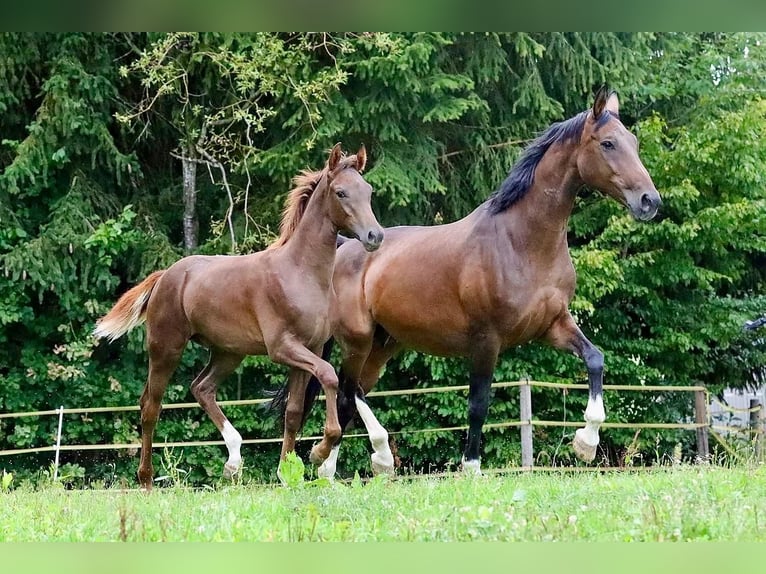 Caballo de deporte alemán Semental Potro (03/2026) 172 cm Alazán-tostado in Bergkirchen