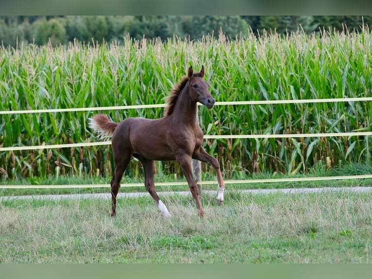 Caballo de deporte alemán Semental Potro (03/2026) 172 cm Alazán-tostado in Bergkirchen