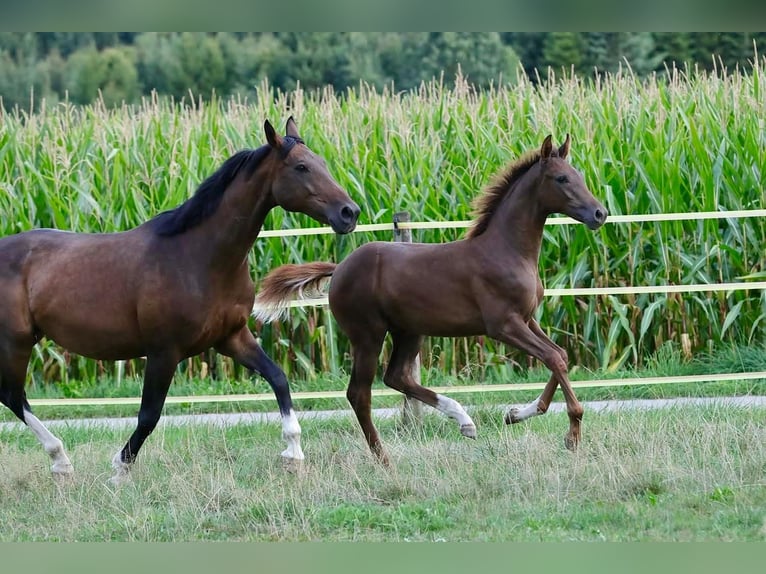 Caballo de deporte alemán Semental Potro (03/2026) 172 cm Alazán-tostado in Bergkirchen