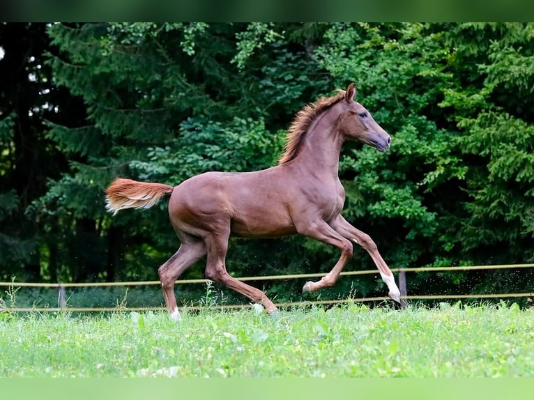 Caballo de deporte alemán Semental Potro (03/2026) 172 cm Alazán-tostado in Bergkirchen