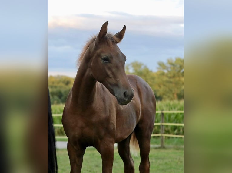 Caballo de deporte alemán Semental Potro (03/2026) 172 cm Alazán-tostado in Bergkirchen