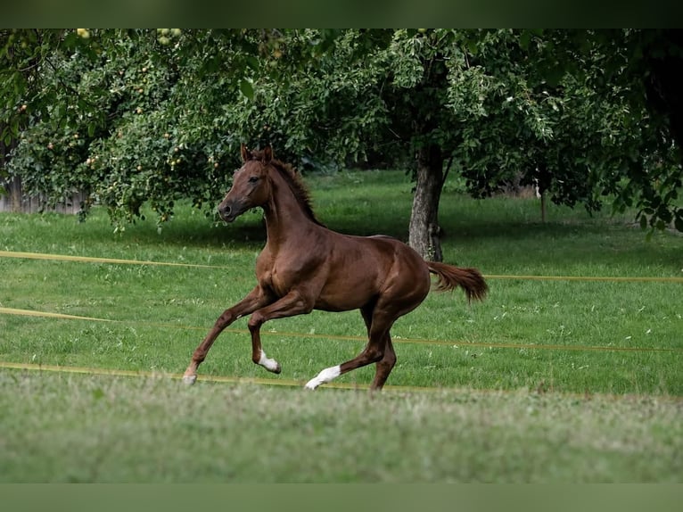 Caballo de deporte alemán Semental Potro (03/2026) 172 cm Alazán-tostado in Bergkirchen