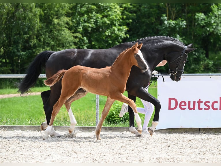 Caballo de deporte alemán Semental Potro (04/2024) 172 cm Alazán-tostado in Neustadt an der Aisch