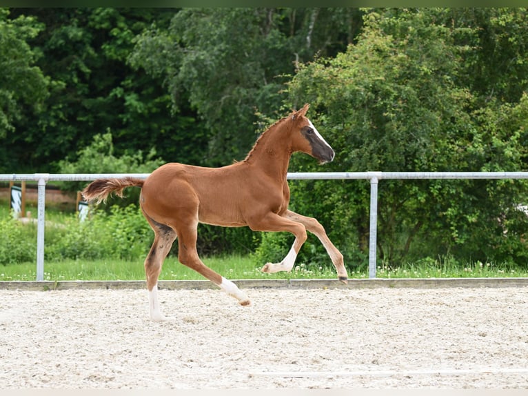 Caballo de deporte alemán Semental Potro (04/2024) 172 cm Alazán-tostado in Neustadt an der Aisch