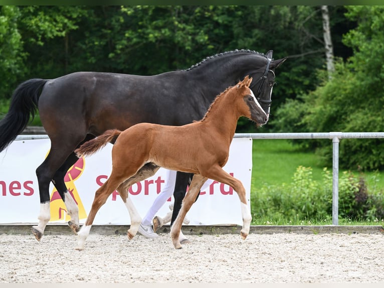 Caballo de deporte alemán Semental Potro (04/2024) 172 cm Alazán-tostado in Neustadt an der Aisch