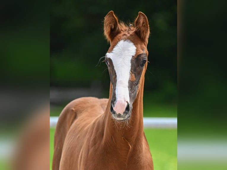 Caballo de deporte alemán Semental Potro (04/2024) 172 cm Alazán-tostado in Neustadt an der Aisch