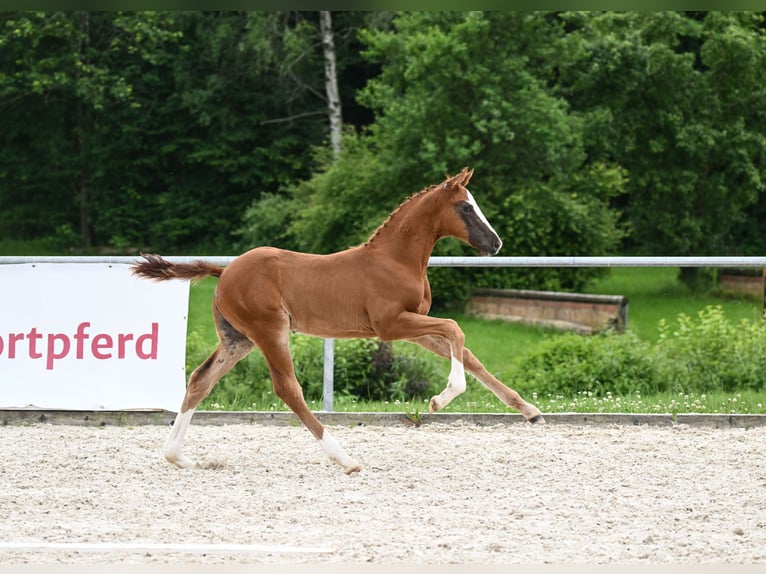 Caballo de deporte alemán Semental Potro (04/2024) 172 cm Alazán-tostado in Neustadt an der Aisch