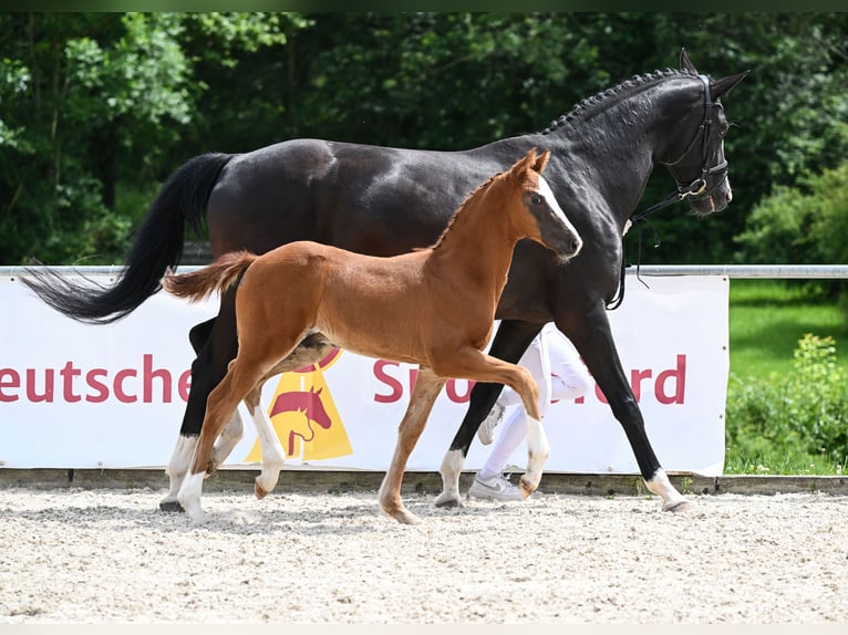 Caballo de deporte alemán Semental Potro (04/2024) 172 cm Alazán-tostado in Neustadt an der Aisch