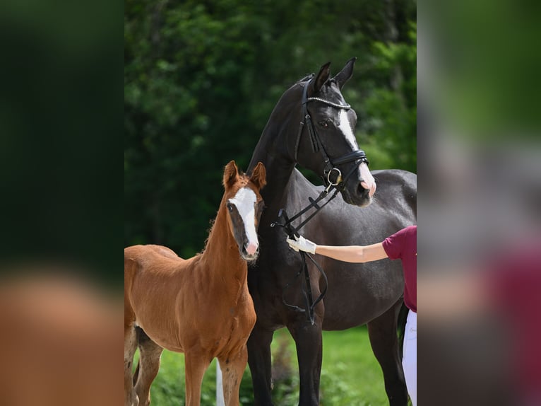 Caballo de deporte alemán Semental Potro (04/2024) 172 cm Alazán-tostado in Neustadt an der Aisch