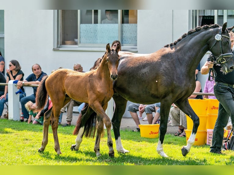 Caballo de deporte alemán Semental Potro (05/2024) 172 cm Castaño in Neckargemünd