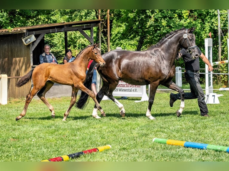 Caballo de deporte alemán Semental Potro (05/2024) 172 cm Castaño in Neckargemünd