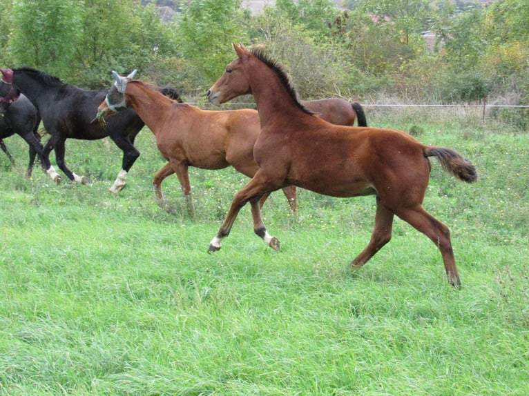Caballo de deporte alemán Semental Potro (04/2025) 172 cm Castaño in Querfurt