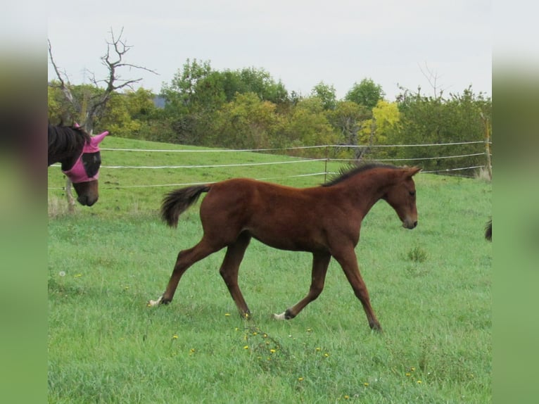 Caballo de deporte alemán Semental Potro (04/2025) 172 cm Castaño in Querfurt