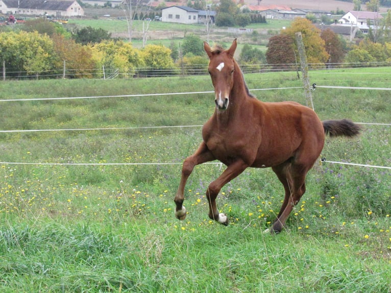 Caballo de deporte alemán Semental Potro (04/2025) 172 cm Castaño in Querfurt