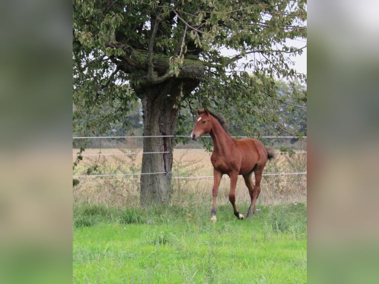 Caballo de deporte alemán Semental Potro (04/2025) 172 cm Castaño in Querfurt