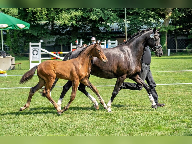 Caballo de deporte alemán Semental Potro (04/2024) 172 cm Castaño oscuro in Neckargemünd