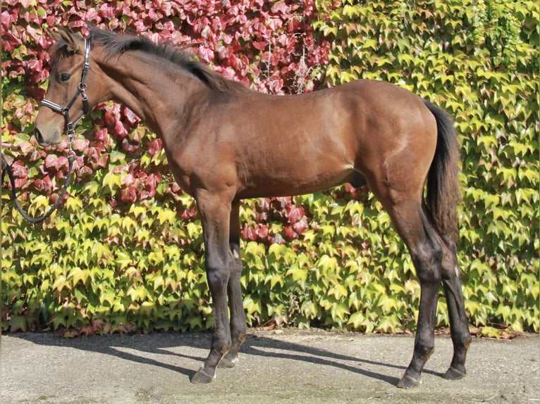 Caballo de deporte alemán Semental Potro (04/2024) 172 cm Castaño oscuro in Neckargemünd