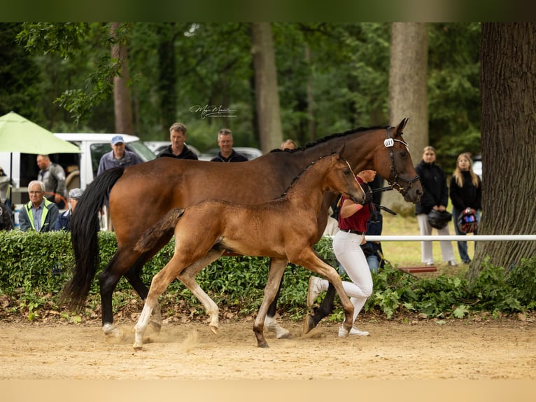 Caballo de deporte alemán Semental Potro (05/2026) 172 cm Castaño oscuro in Berenbrock